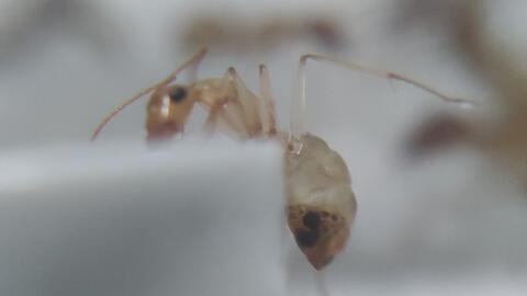 蚂蚁视频,探索短视频新潮流，引领内容创作新风向